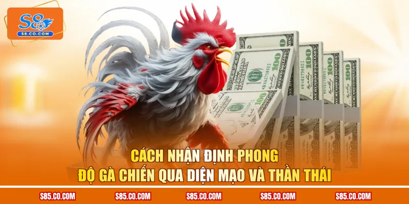 Cách nhận định phong độ gà chiến qua diện mạo và thần thái