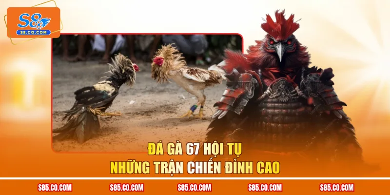 Đá Gà 67 hội tụ những trận chiến đỉnh cao 
