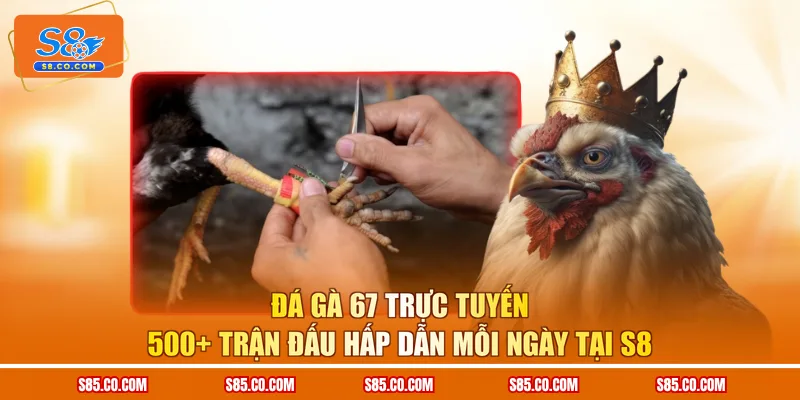 Đá Gà 67 Trực Tuyến 500+ Trận Đấu Hấp Dẫn Mỗi Ngày Tại S8