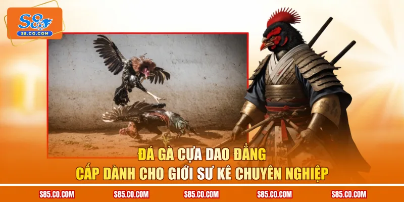 Đá gà cựa dao đẳng cấp dành cho giới sư kê chuyên nghiệp 