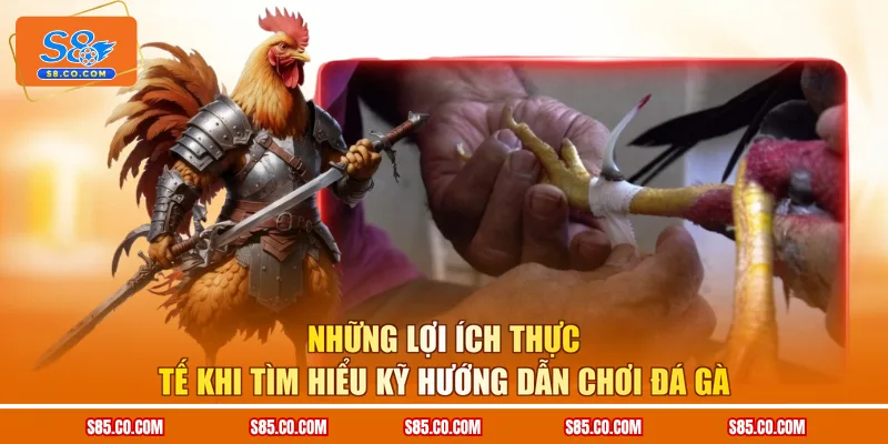 Những lợi ích thực tế khi tìm hiểu kỹ hướng dẫn chơi đá gà 