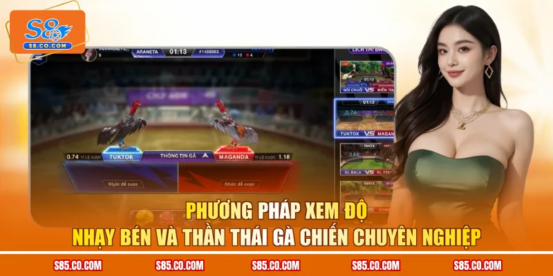 Phương pháp xem độ nhạy bén và thần thái gà chiến chuyên nghiệp